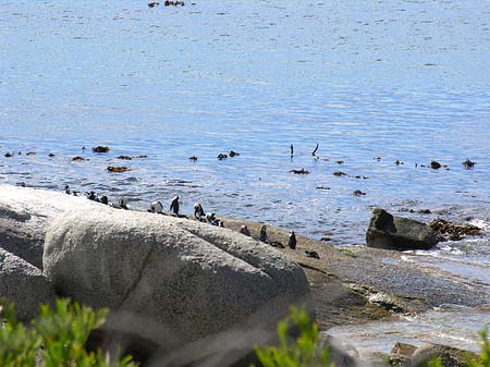 Pinguine am Strand