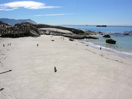 Pinguine am Strand Fotos