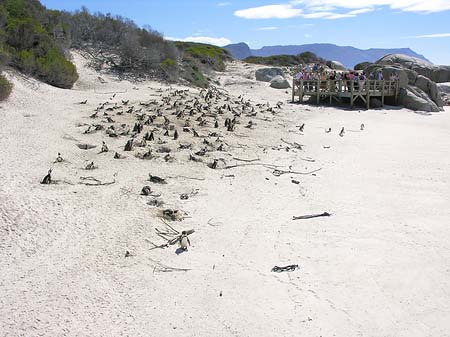 Fotos Pinguine am Strand | 