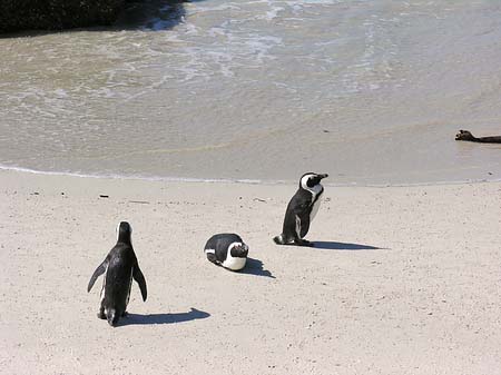 Foto Pinguine am Strand