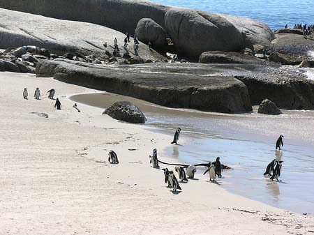 Fotos Pinguine am Strand