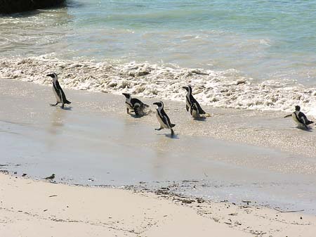 Pinguine am Strand Foto 