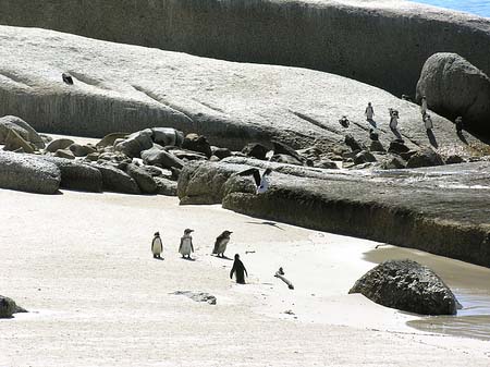 Pinguine am Strand Foto 