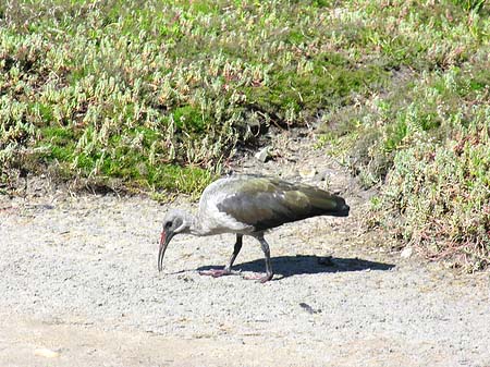 Vögel Fotos